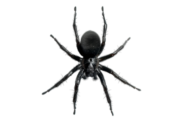 Black spider isolated on transparent background