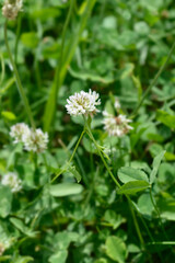 White clover fruit