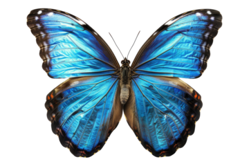 Blue butterfly isolated on transparent background