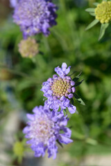 Japanese pincushion flower 