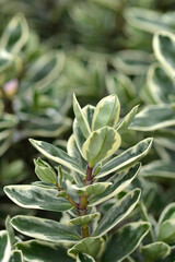 Shrubby veronica Classica Katrina Purple leaves