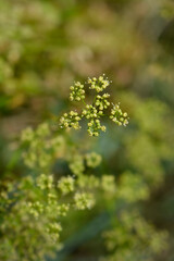 Garden parsley flowers