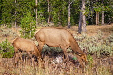 Elk Grazing in Yellowstone National Park
