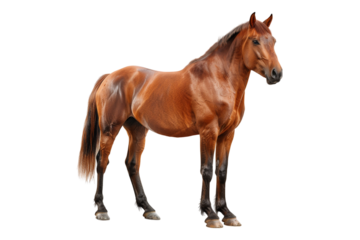Brown horse isolated on transparent background