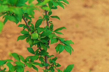 Small tree of a young plum tree, with unripe green fruits and leaves against the background of dug up earth in a flower bed with sunlight.