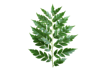 Curry leaves isolated on transparent background