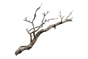 Dead branch isolated on transparent background