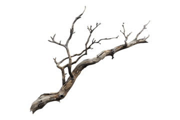 Dead branch isolated on transparent background