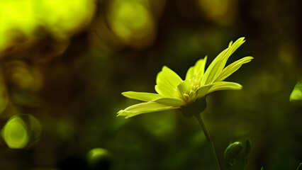 Beautiful flower in graden close-up yellow flower blur garden