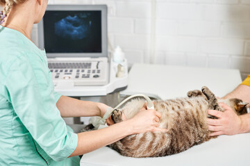 Ultrasound scan of a domestic cat at the vet