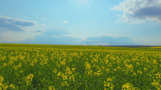 Yellow Flower Blossom Rapeseed Canola Agriculture Field. Flowering Rapeseed. Precision Farming And Stunning Rural Landscapes. Rapeseed Field In Bloom.