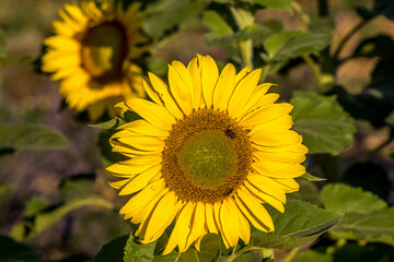 Obraz premium sunflowers attracting bees for honey production, Valensole, Provence
