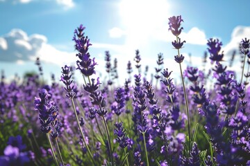 Obraz premium Sun-drenched lavender fields in full bloom, A blooming field of lavender under a sunny sky, AI generated