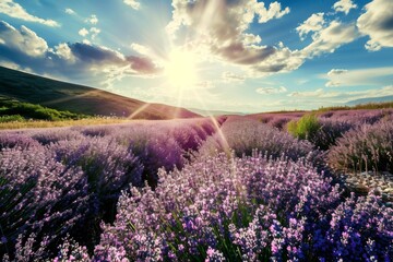 Obraz premium Sun-drenched lavender fields in full bloom, A blooming field of lavender under a sunny sky, AI generated