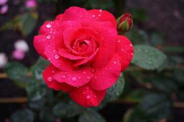 雨に濡れる赤いバラ