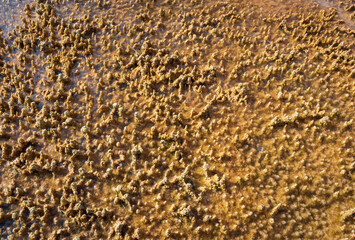 Upper Terrace at Mammoth Hot Springs in Yellowstone National Park in Wyoming United States