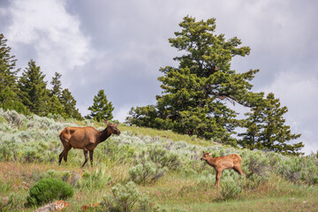 Elk Grazing in Yellowstone National Park