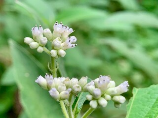 Close-up photo of small white flowers