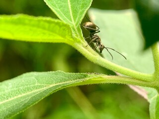 a small insect sitting on a leaf