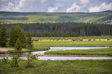 A Herd of Yellowstone bison, Buffalo at Yellowstone National Park