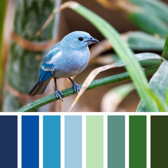 A blue-gray tanager, Thraupis episcopus, perched on a branch with a lush foliage background. In a colour palette with complimentary colour swatches.
