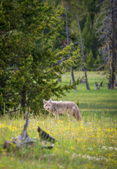 A Gray Wolf in Yellowstone National Park
