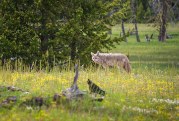 A Gray Wolf in Yellowstone National Park
