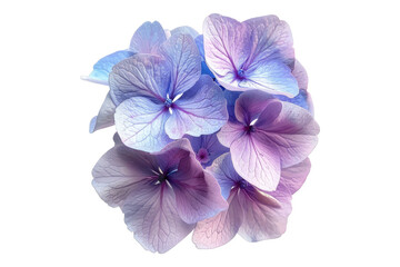 Hydrangea flower isolated on transparent background