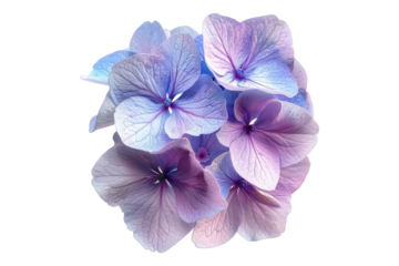 Hydrangea flower isolated on transparent background