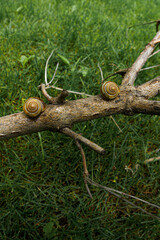 two snails on the broken tree branch in the garden