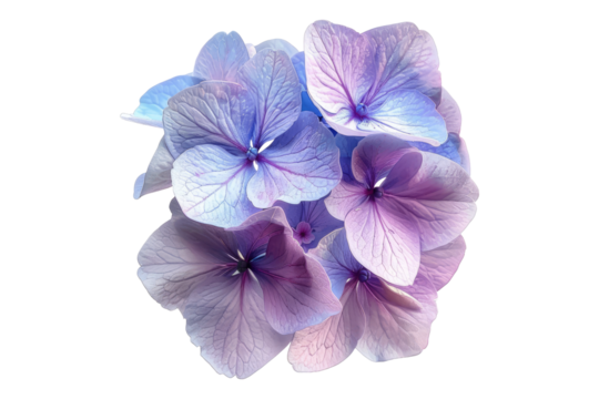 Hydrangea flower isolated on transparent background