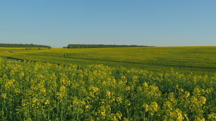 Rapeseed In Agricultural Field In Summer. Beautiful Blooming Rapeseed Field Blue Sky In Springtime. Canola Background Blue Sky.