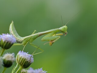 praying mantis on ageratum conyzoides flower with blur background