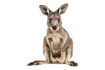 Kangroo isolated on transparent background