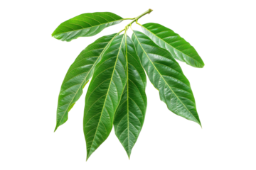 Mango leaves isolated on transparent background