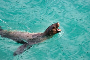 Fototapeta premium Yakutat Bay, Alaska