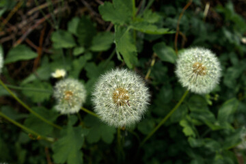 white dandelions in the green grass in the summer garden