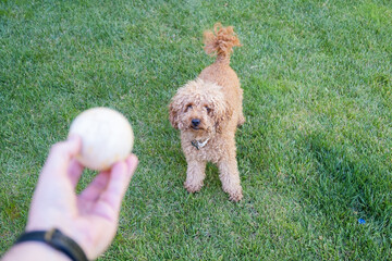 A small brown toy poodle breed dog waits anxiously for his owner to throw him a ball. The dog is...