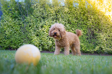 Portrait of a small brown toy poodle breed dog in a garden with an antiparasitic collar and he looks towards camera. There is a toy ball in the foreground and the dog is in it
