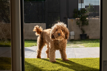 A cinnamon brown toy poodle looks inside the house from the garden. He has the sun on his back and is looking to play with his owner