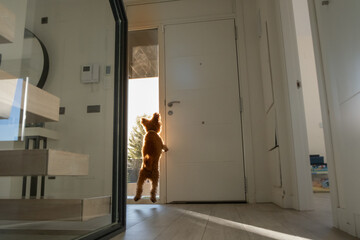 Fototapeta premium A small toy poodle jumps with energy and impatience in front of the door inside a house when he hears the doorbell ring. It is waiting for its owner to arrive. he is happy to return home