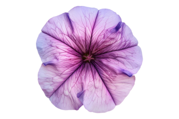 Petunia flower isolated on transparent background
