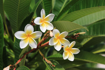 Five graceful petals on each Plumeria flower among green foliage