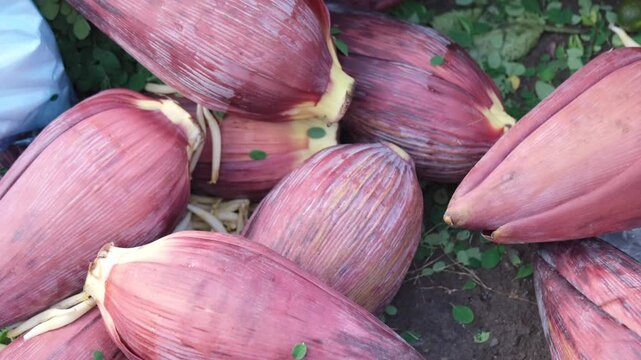 Banana blossom, an edible flower bud of the banana plant, used in various cuisines for its tender texture and mild flavor