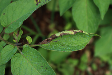 Disease on potato plant caused by late blight disease.Phytophthora infestans,. Brown dry spots on green Potato leaves on plant