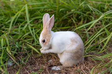 Rabbit Cute little Easter bunny in the meadow, Green grass under the sunset or sunrise light landscape, Beautiful rabbit on green grass in summer day,easter and animal in the nature concept