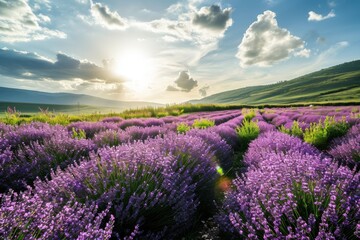 Fototapeta premium A blooming field of lavender under a sunny sky, AI generated