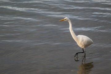 great white egret