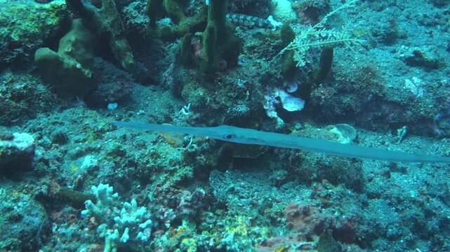 Fluet fish floats, charming unique shaped enigma of the marine world