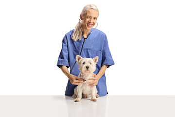 Female veterinarian doctor checking a westie terrier dog with a stethoscope and smiling